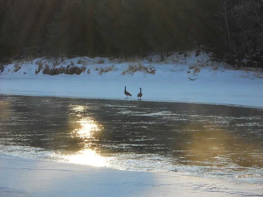 Canada Geese on Ice Photograph by Kent Lorentzen