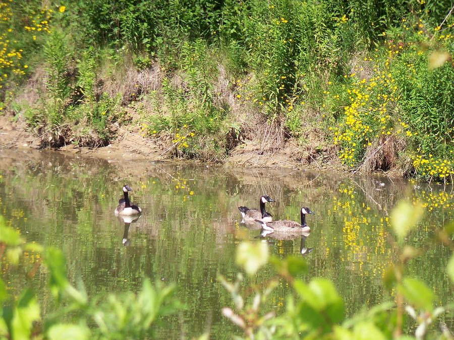 Canada Geese on Pond Photograph by Corinne Elizabeth Cowherd