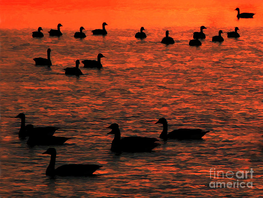 Canada Geese Silhouette Photograph by Clare VanderVeen