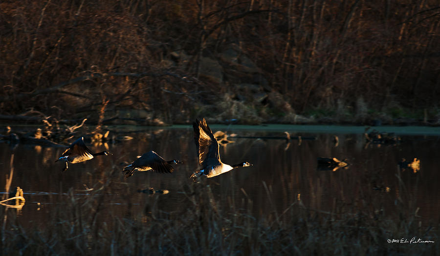 Canada Geese Take Flight Photograph by Ed Peterson