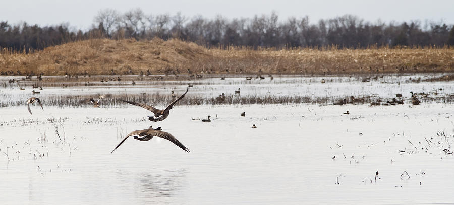 Bird Photograph - Canada Geese Take Off  by Patrick Ziegler