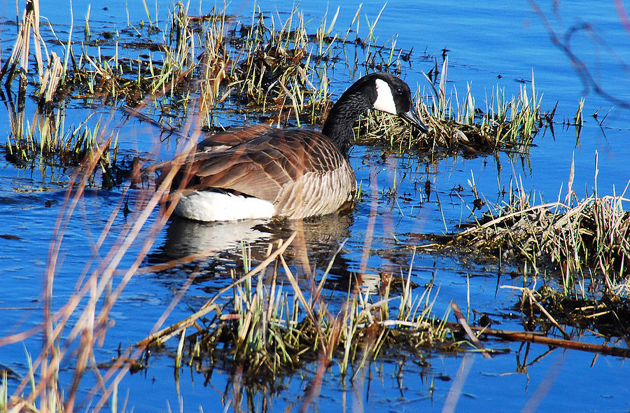 Canada Goose 1 Photograph by Janice Adomeit