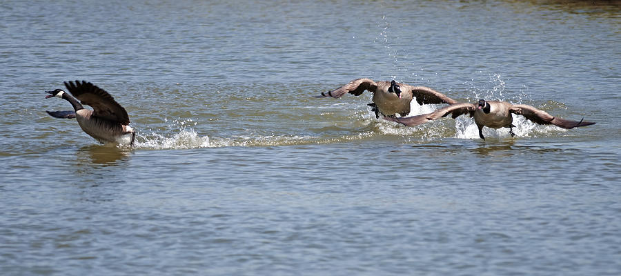 Canada Goose Chase Photograph by Terry Dadswell