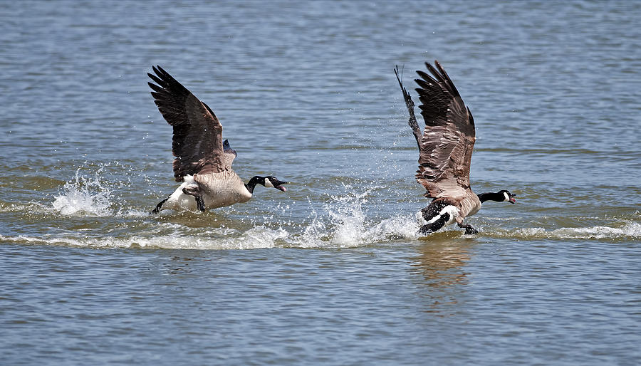 Canada Goose chasing again Photograph by Terry Dadswell