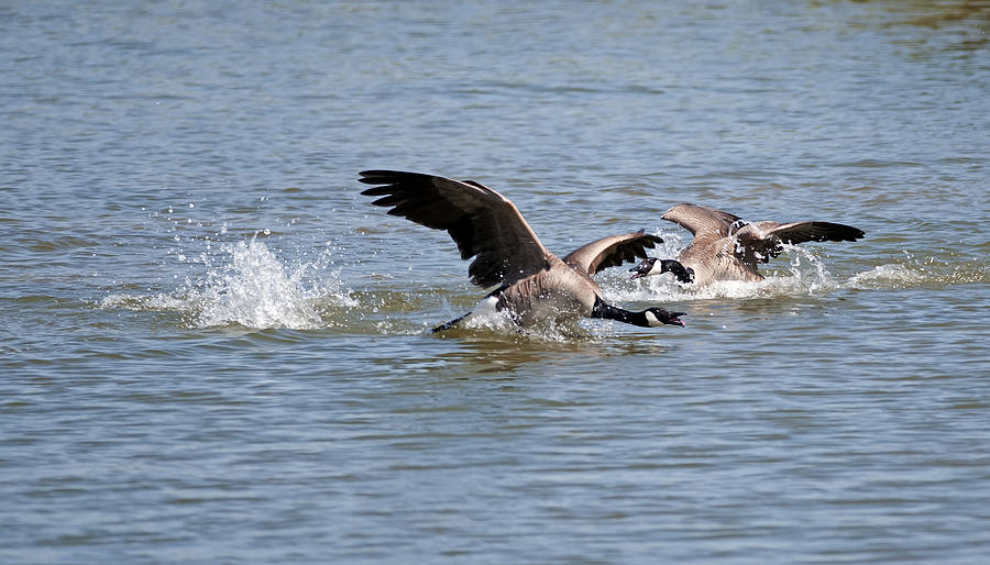 Canada Goose chasing Photograph by Terry Dadswell