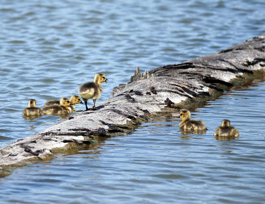 Canada Goose chicks Photograph by Terry Dadswell