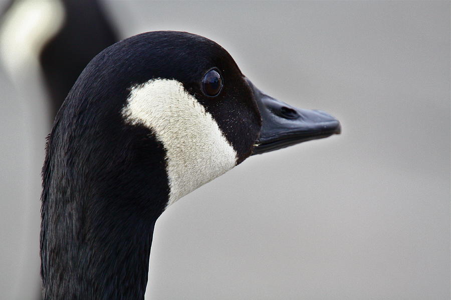 Canada Goose Photograph by Diana Hatcher