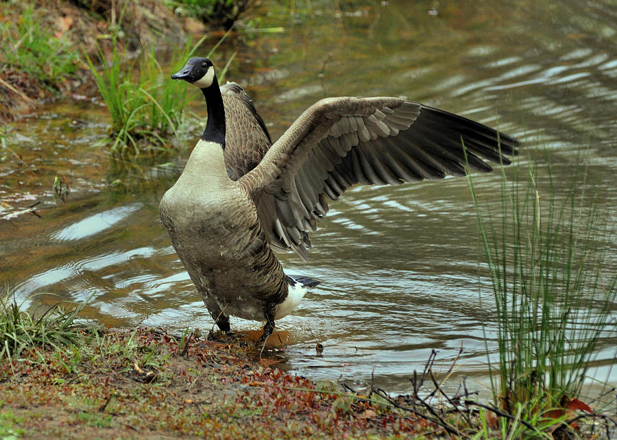 Canada Goose Emerging from Pond - c9044b Photograph by Paul Lyndon ...