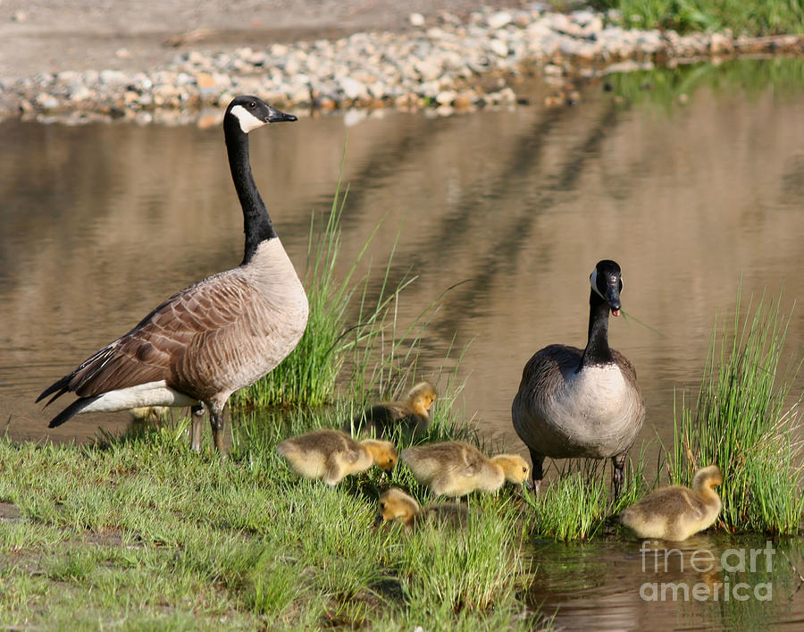 Canada Goose Family 2 Photograph by Smilin Eyes Treasures
