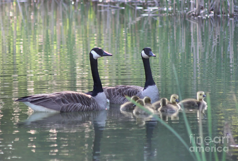 Canada Goose Family 3 Photograph by Smilin Eyes Treasures