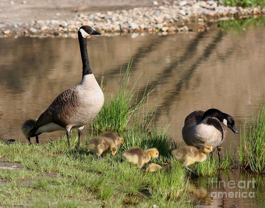 Canada Goose Family Photograph by Smilin Eyes Treasures