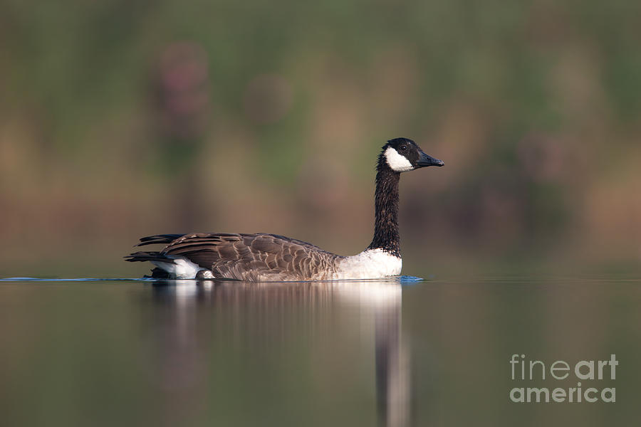 Canada Goose II Photograph by Clarence Holmes