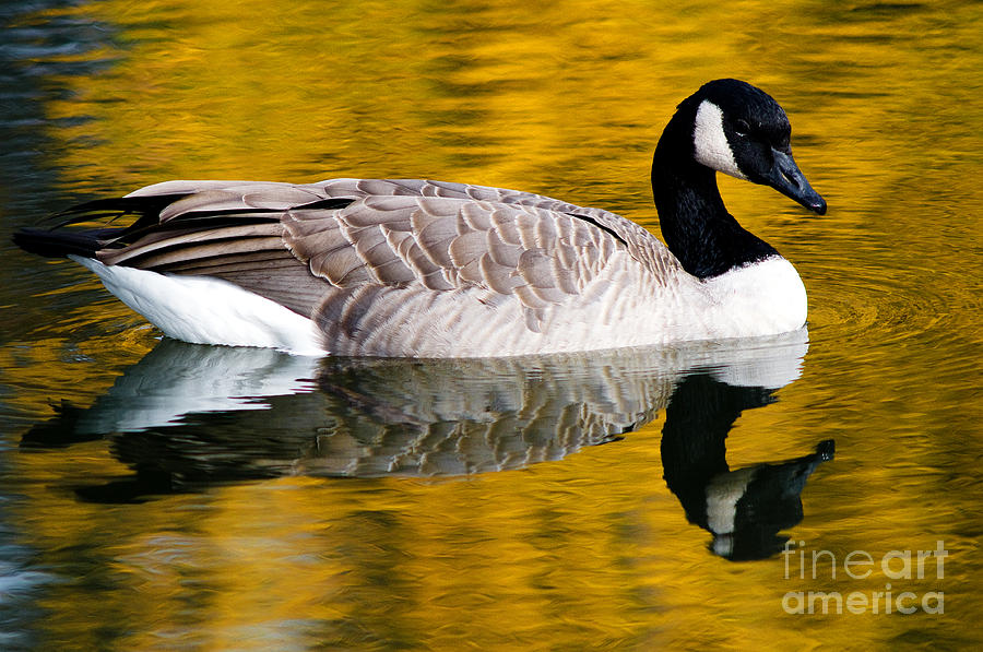 Canada Goose In Autumn Photograph by Terry Elniski
