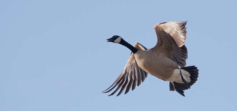 Canada Goose In Flight Photograph by Sam Amato