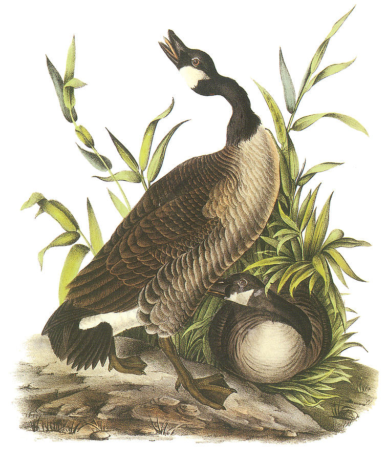 John James Audubon Painting - Canada Goose by John James Audubon