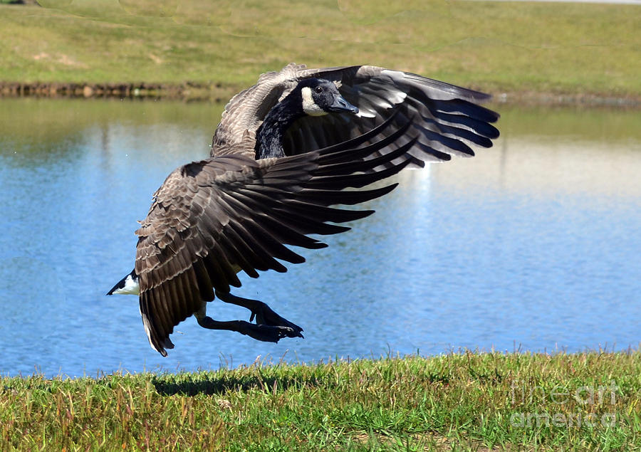 Canada Goose Landing Photograph by Kathy Baccari