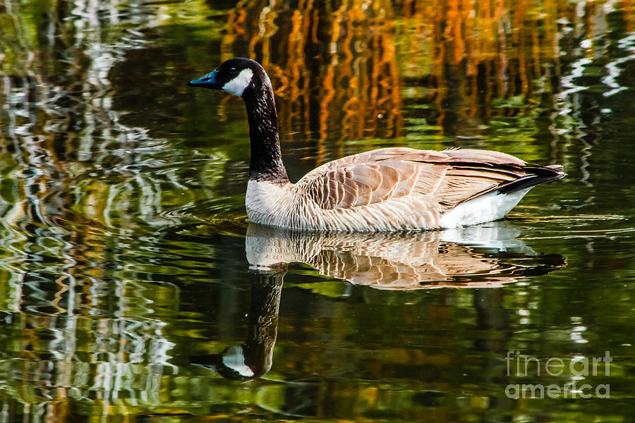Canada Goose Photograph by Mitch Shindelbower
