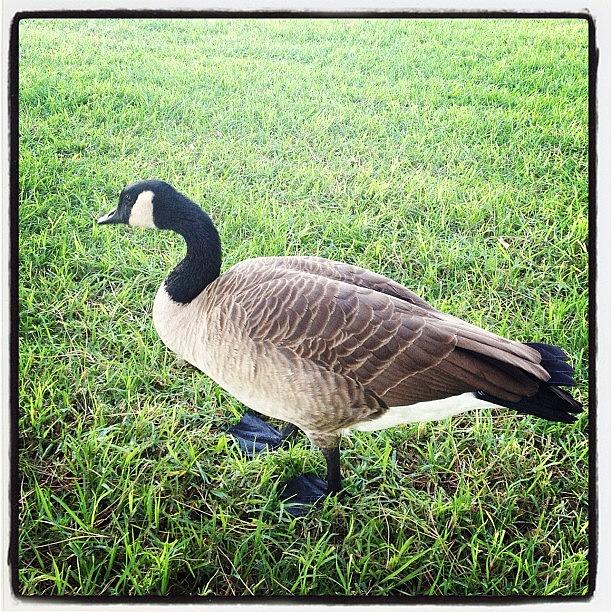 Goose Photograph - #canada #goose #park #green #animals by Raul Roa