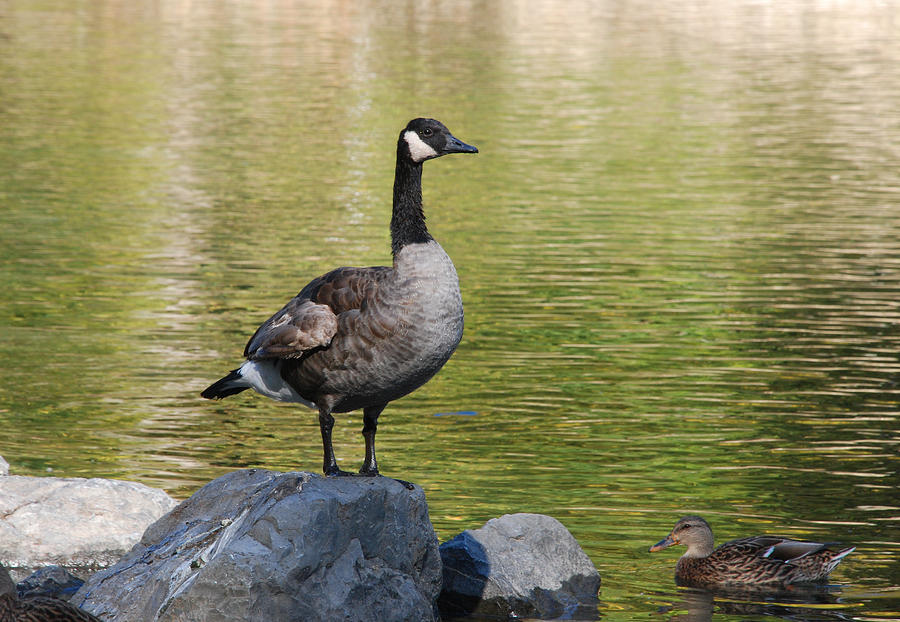 Canada Goose  Photograph by Perry Van Munster