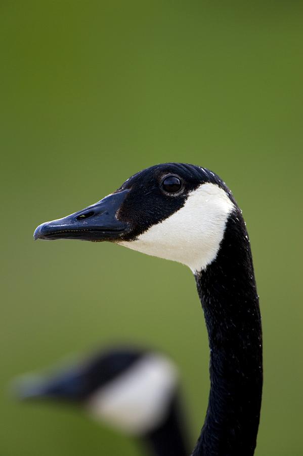 Animal Photograph - Canada Goose by Richard Wear