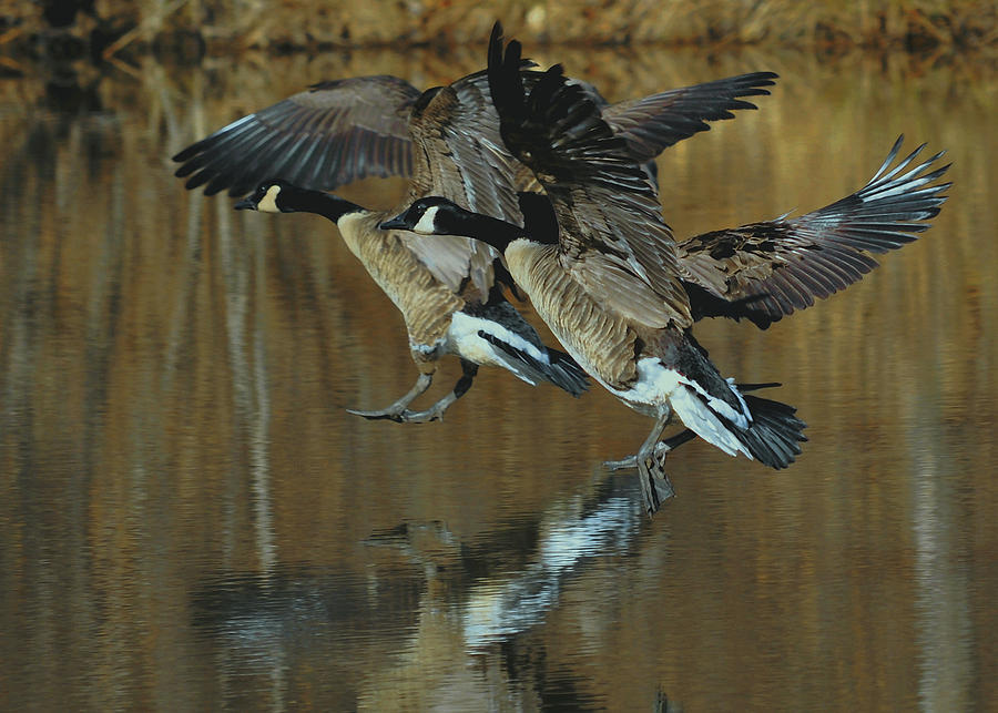 Bird Photograph - Canada Goose Trio Landing - c0843m by Paul Lyndon Phillips