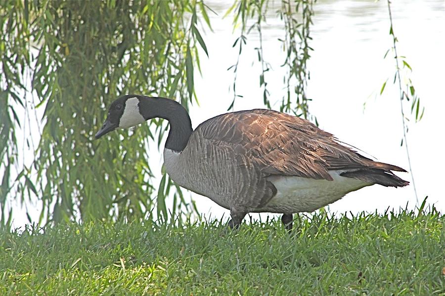 Canada Goose Under the Willow Photograph by Jeanne Juhos