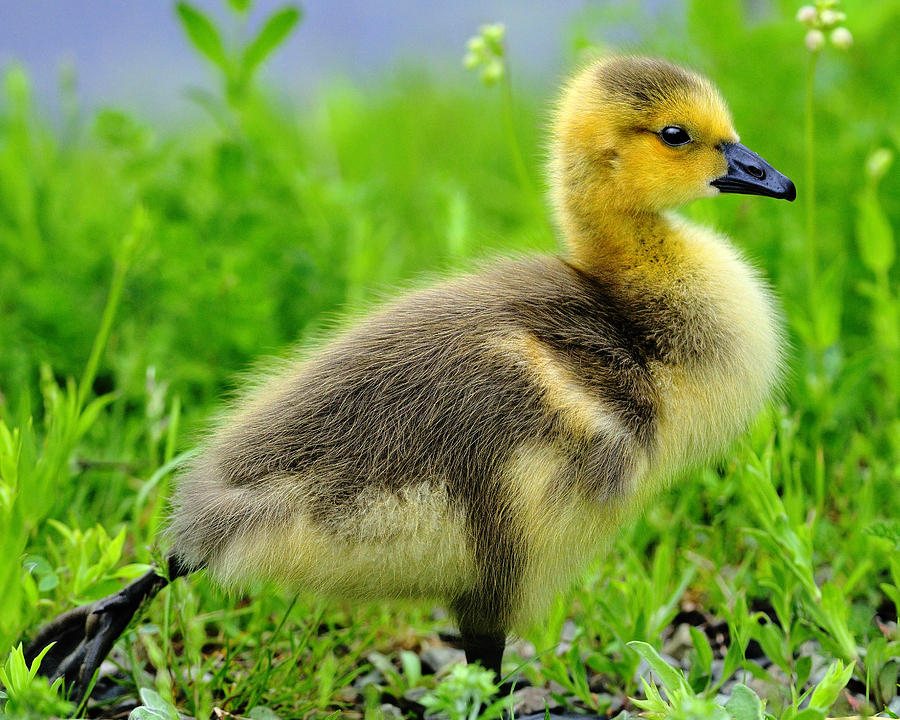 Canada Gosling Photograph by Tony Beck