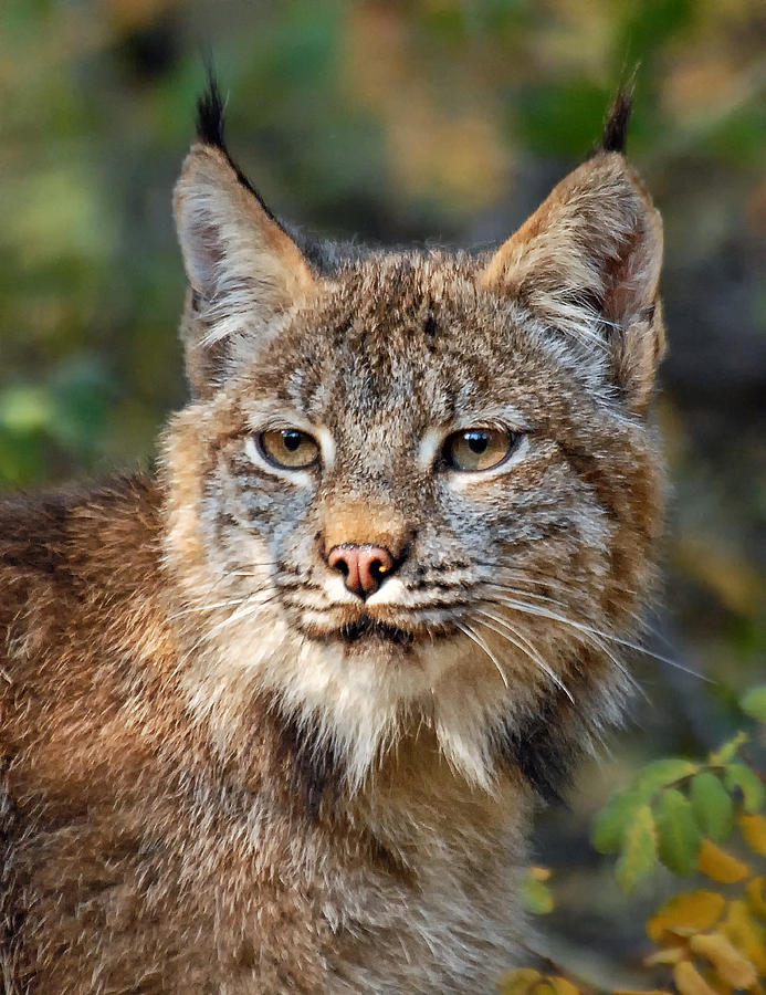 Canada Lynx 1 Photograph by Wade Aiken