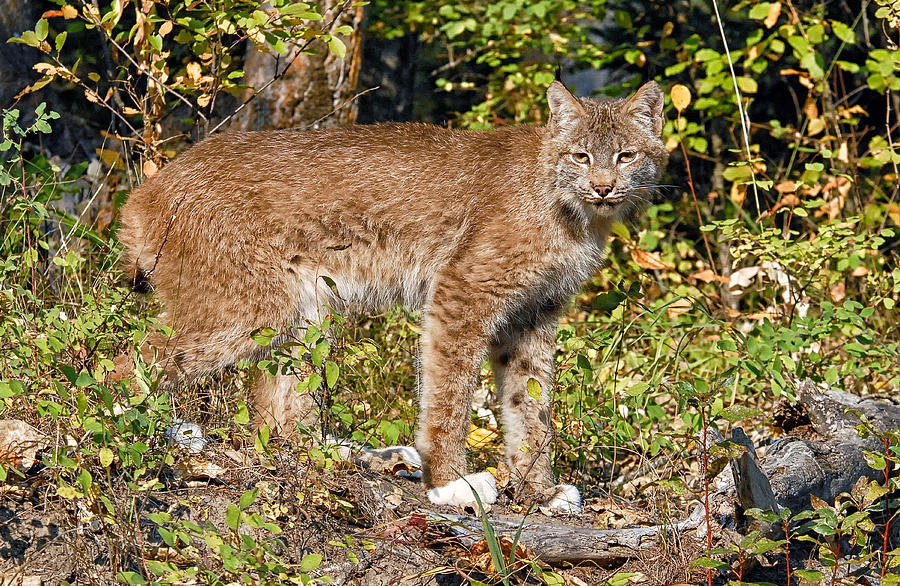 Canada Lynx 2 Photograph by Wade Aiken