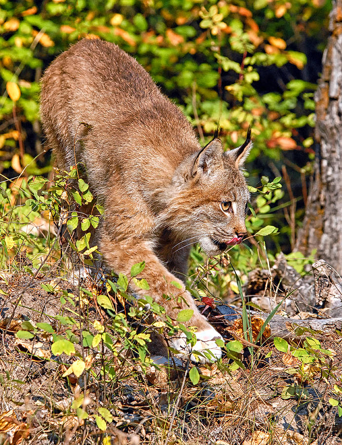 Canada Lynx 3 Photograph by Wade Aiken
