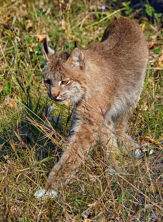 Canada Lynx 5 Photograph by Wade Aiken