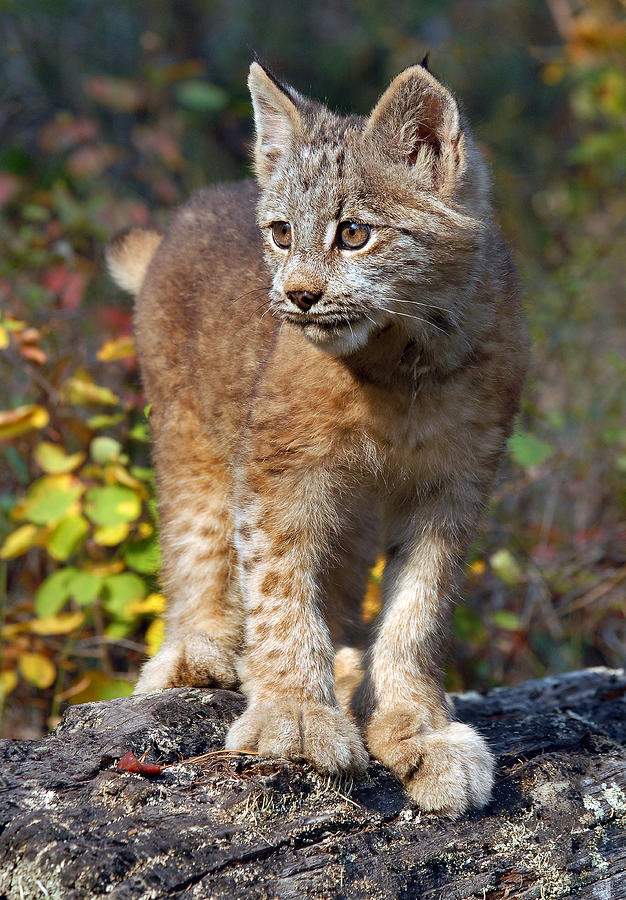 Canada Lynx Kitten 2 Photograph by Wade Aiken