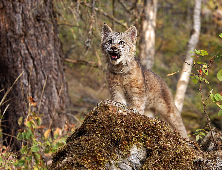 Canada Lynx Kitten 4 Photograph by Wade Aiken