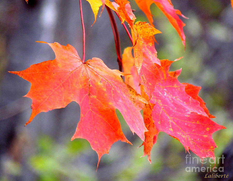 Canada Maple Leaf 2 Photograph