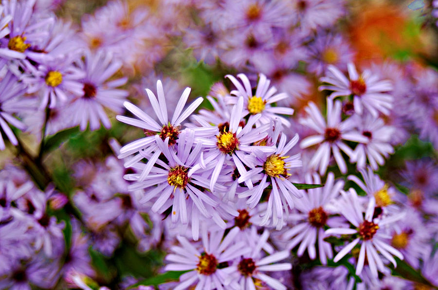 Flower Photograph - Canadian Aster by Light Shaft Images
