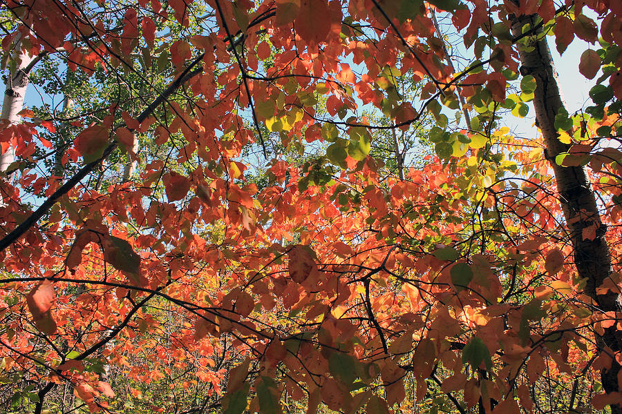 Canadian Autumn Photograph by Jim Sauchyn