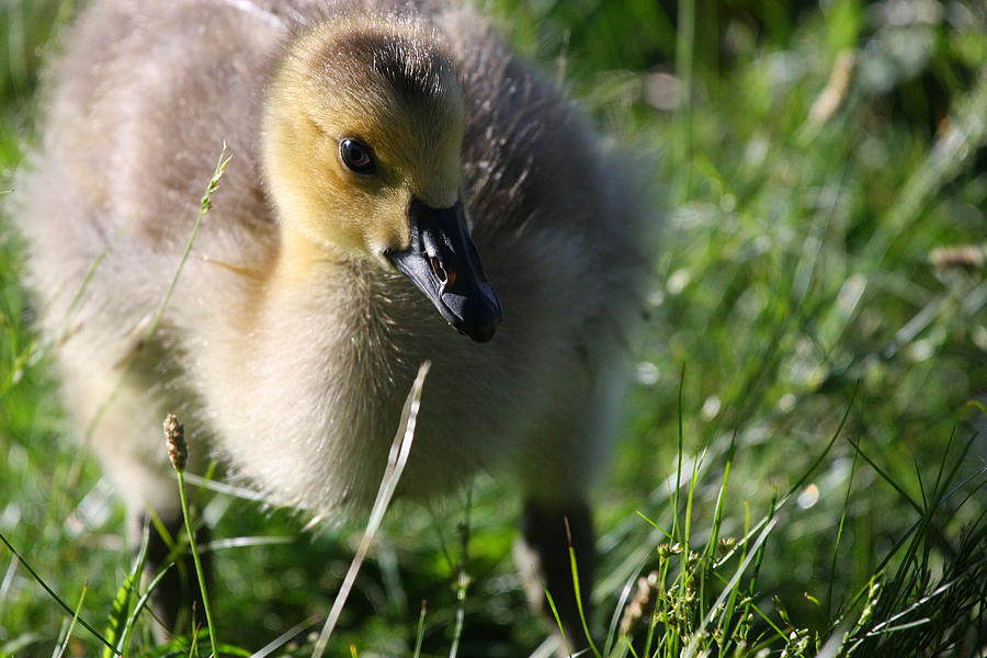 Canadian Chick Photograph by Karol Livote - Fine Art America