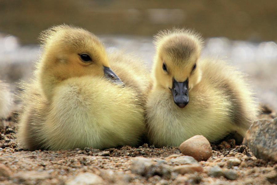 Canadian Chicks by Pierre Leclerc Photography