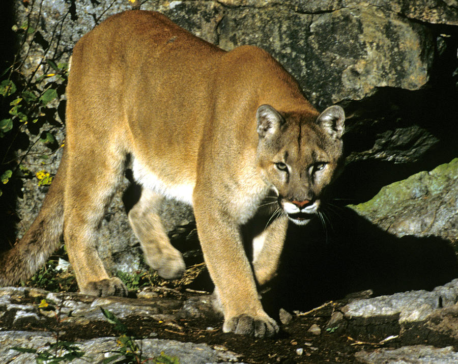 Canadian Cougar Photograph By Larry Allan 