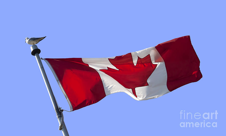 Seagull Photograph - Canadian flag by Blink Images