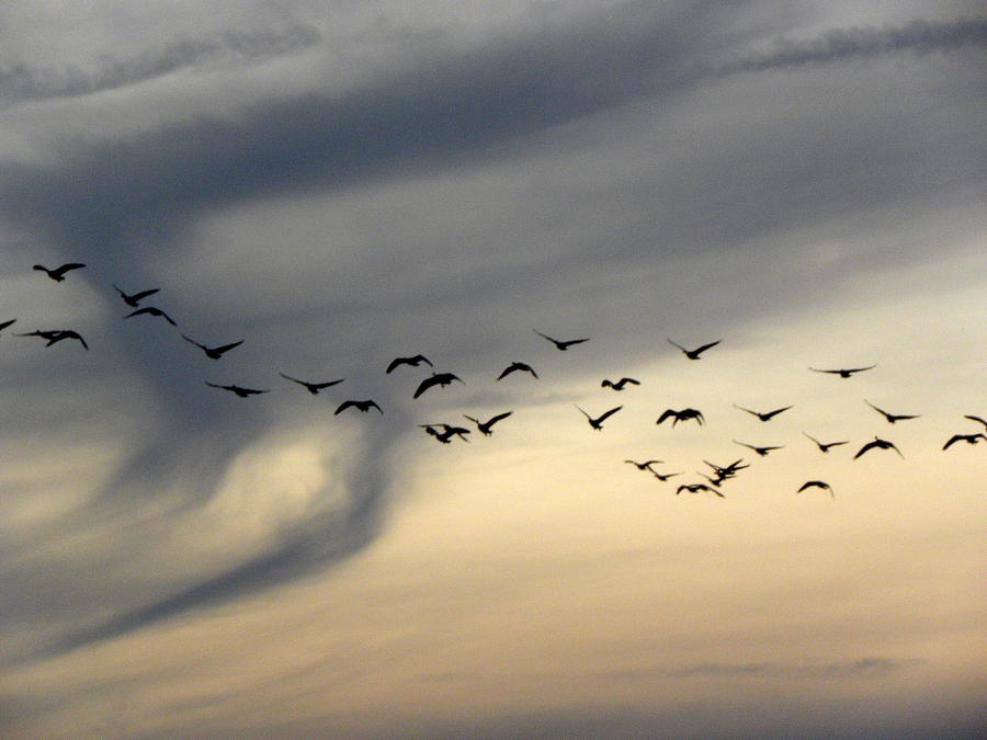 Canadian Geese at dusk Photograph by Kim Galluzzo