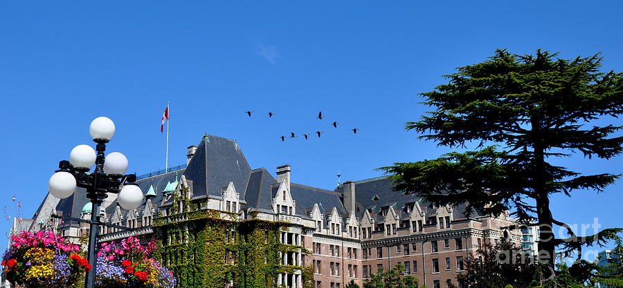 Canadian Geese Flying Over The Empress Hotel In Victoria Canada Photograph by Tatyana Searcy