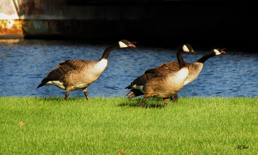 Canadian Geese Foot Race Photograph by Ms Judi