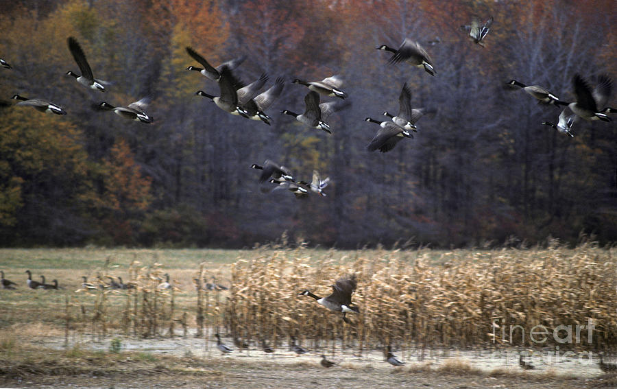 Canadian Geese in Flight Photograph by Craig Lovell