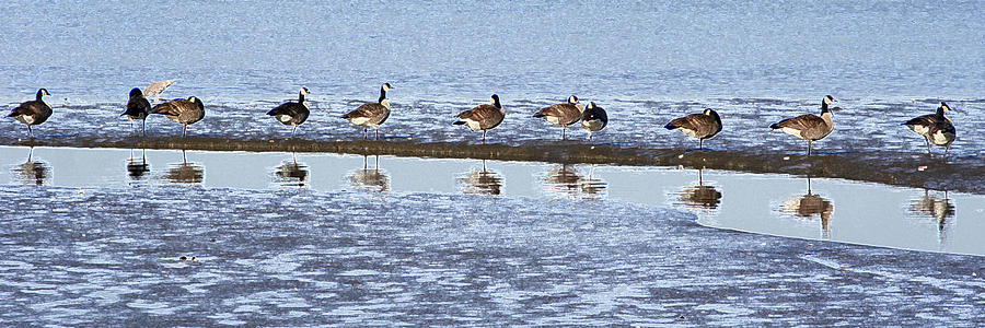 Canadian Geese line up Photograph by Mary Gaines