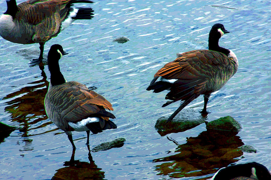 Canadian Geese Photograph by Mike Flynn
