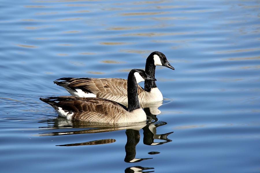 Canadian Geese On The Lake Photograph by Unknown