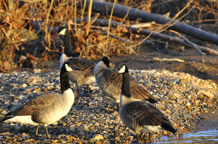 Geese Photograph - Canadian Geese by Todd Hostetter