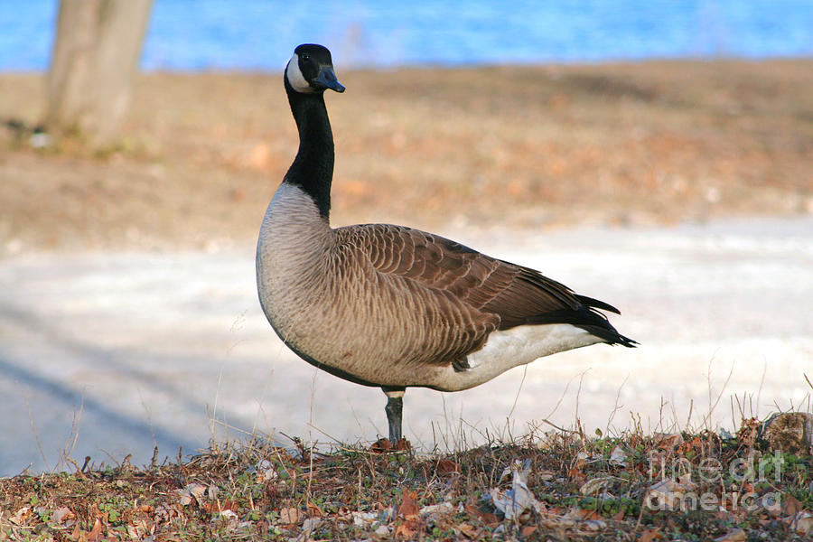 Canadian Goose 2 Photograph by Susan Stevenson