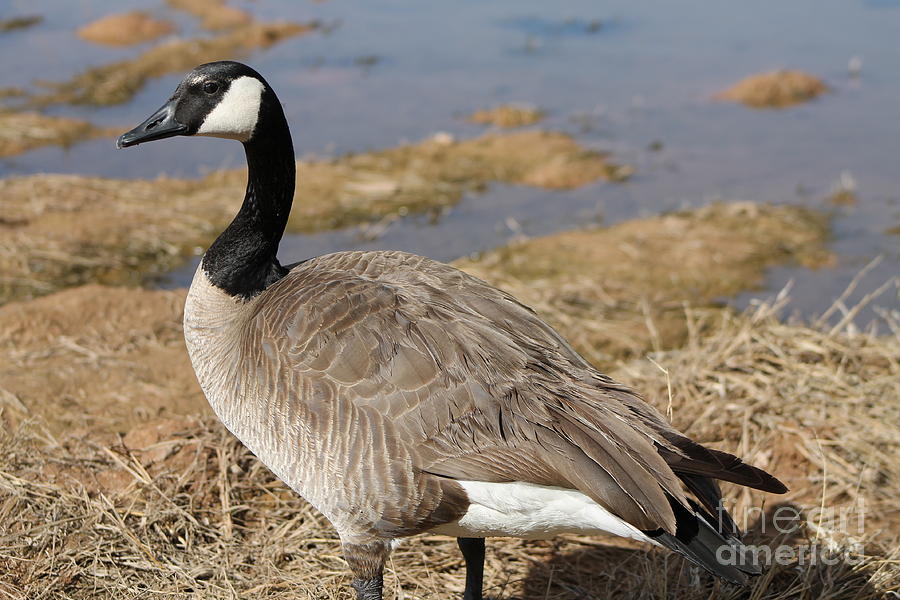 Canadian Goose 5 Photograph by Pamela Walrath